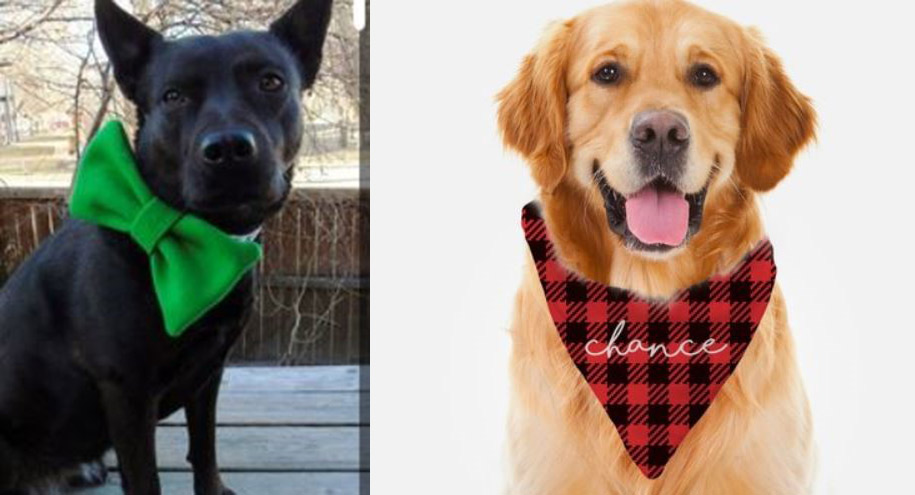 The Dog Stop® - Dog Grooming example