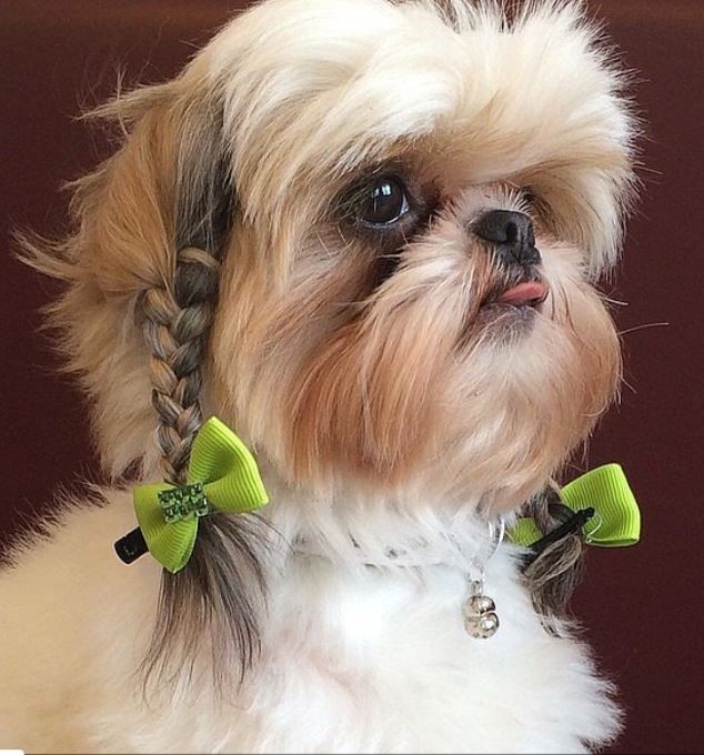 The Dog Stop® - Dog Grooming example