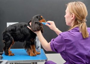 cocker spaniel getting groomed