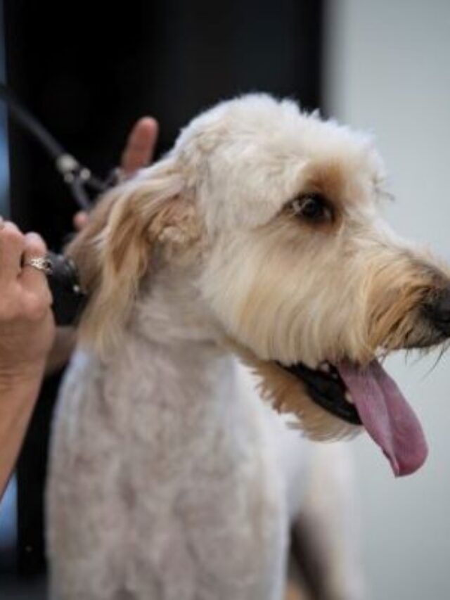 A Dog Gone Good Grooming Service!