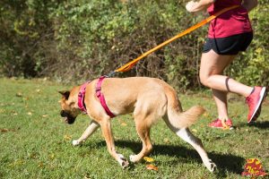 Dog walking with harness