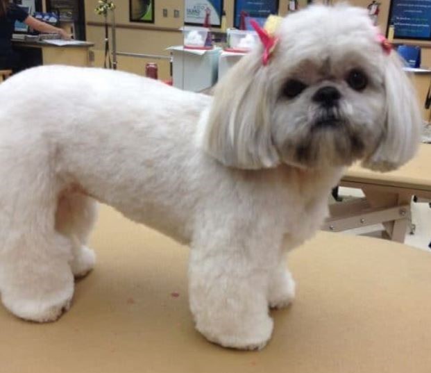 The Dog Stop® - Dog Grooming example