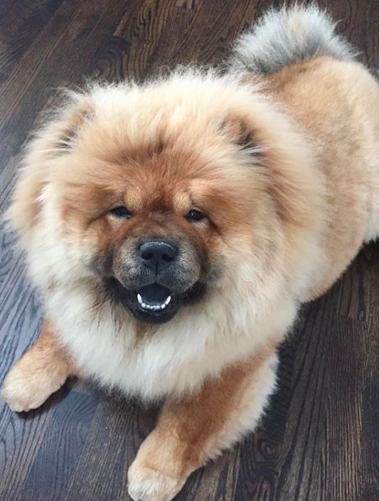 The Dog Stop® - Dog Grooming example