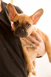 Puppy being held