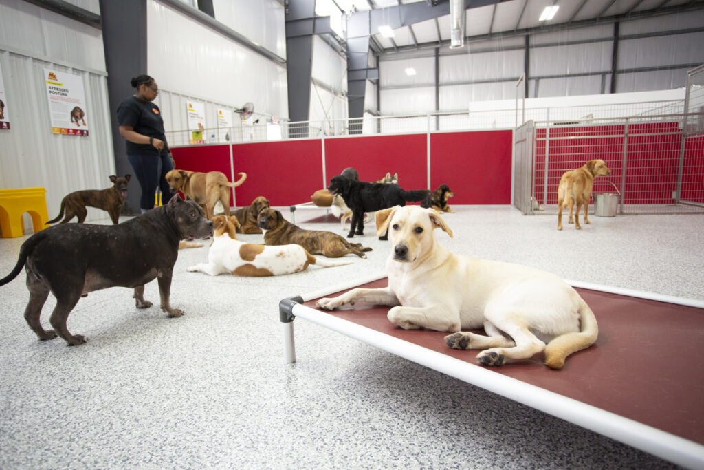 the dog stop_houston_5-9-19_day care_46