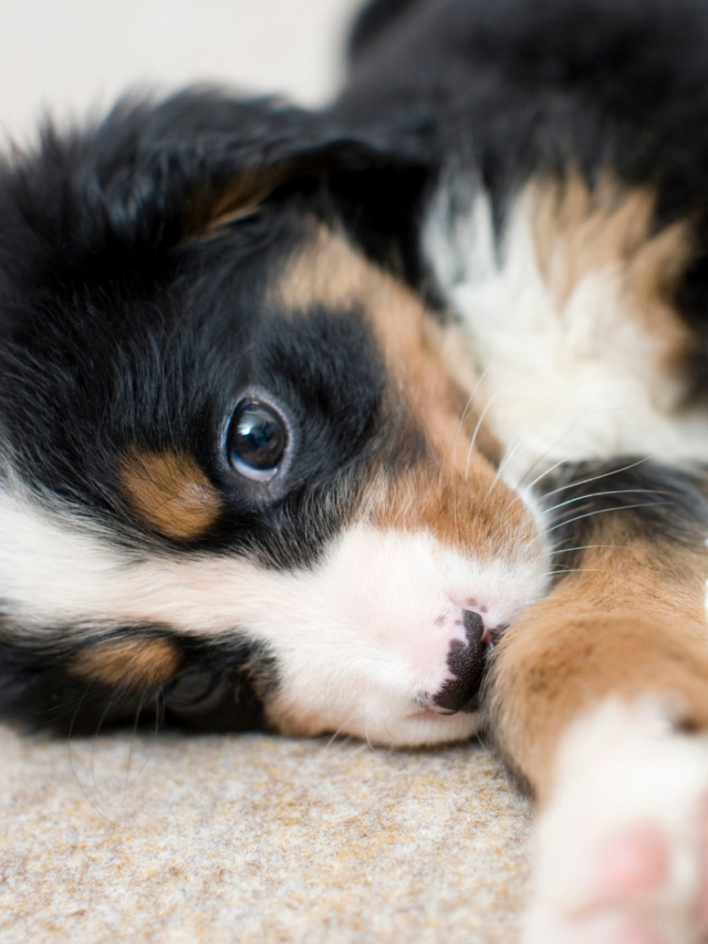 The Stages Of Puppyhood: What To Expect