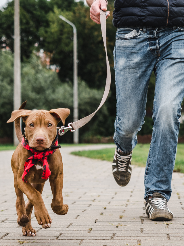 Leash Training: How To Walk Your Dog