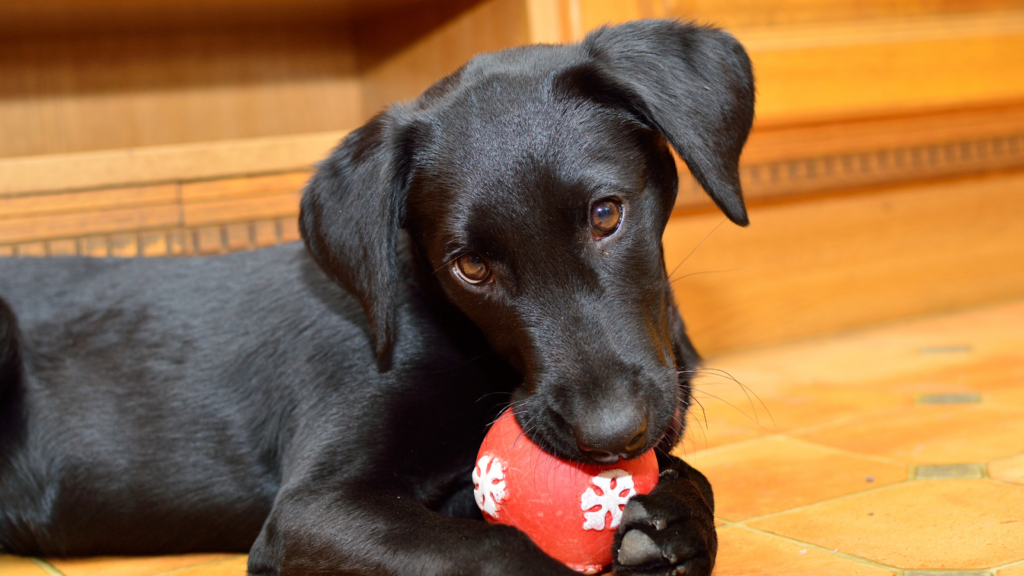 Black lab puppy playing with a toy