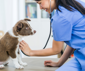 vet with puppy