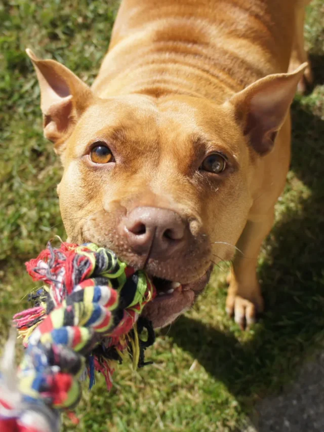 Top Outdoor Dog Toys