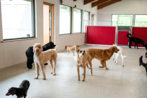 indoor dog enrichment - dogs standing in daycare room