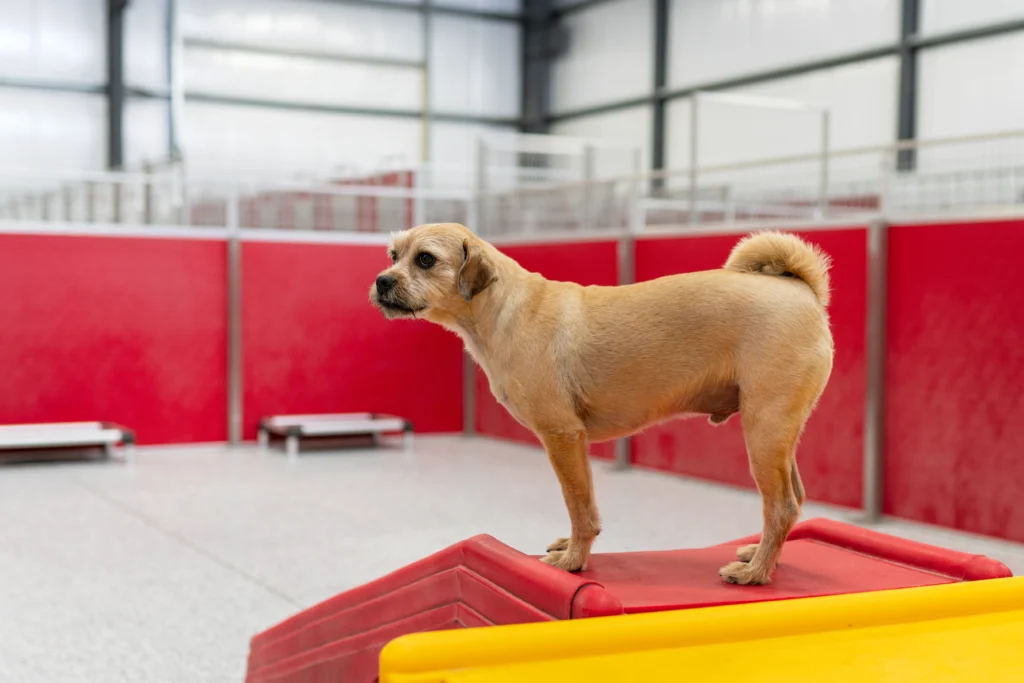Dog sitting on top of slide at The Dog Stop®